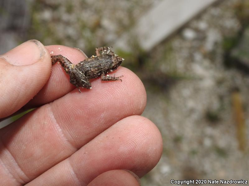 Greenhouse Frog (Eleutherodactylus planirostris)