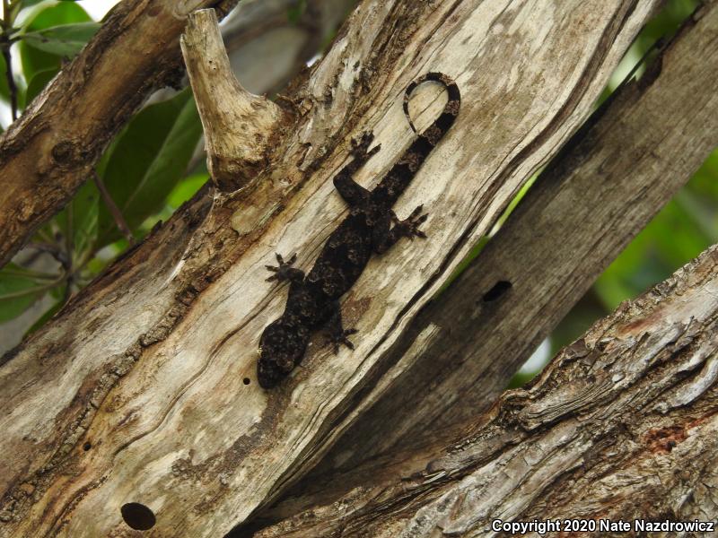 Wood Slave (Hemidactylus mabouia)