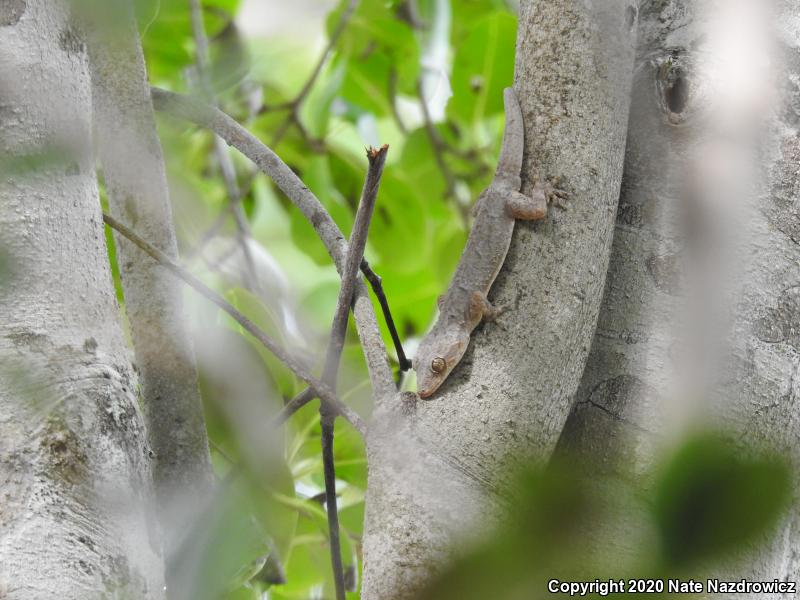 Wood Slave (Hemidactylus mabouia)