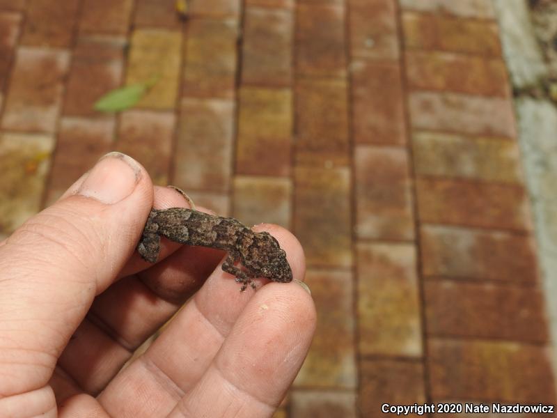 Wood Slave (Hemidactylus mabouia)