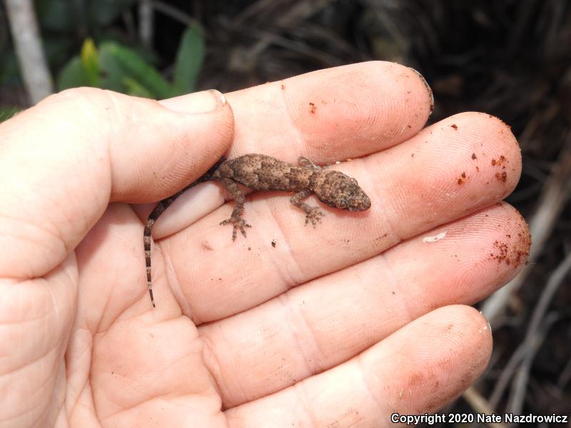 Wood Slave (Hemidactylus mabouia)