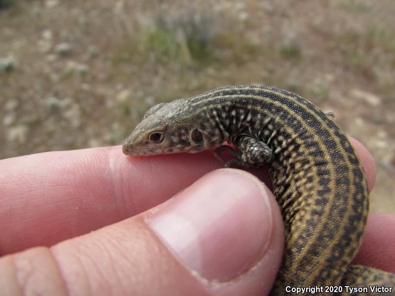 Northern Whiptail (Aspidoscelis tigris septentrionalis)