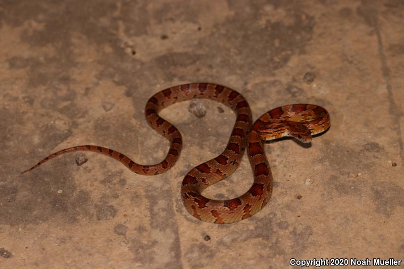 Red Cornsnake (Pantherophis guttatus)