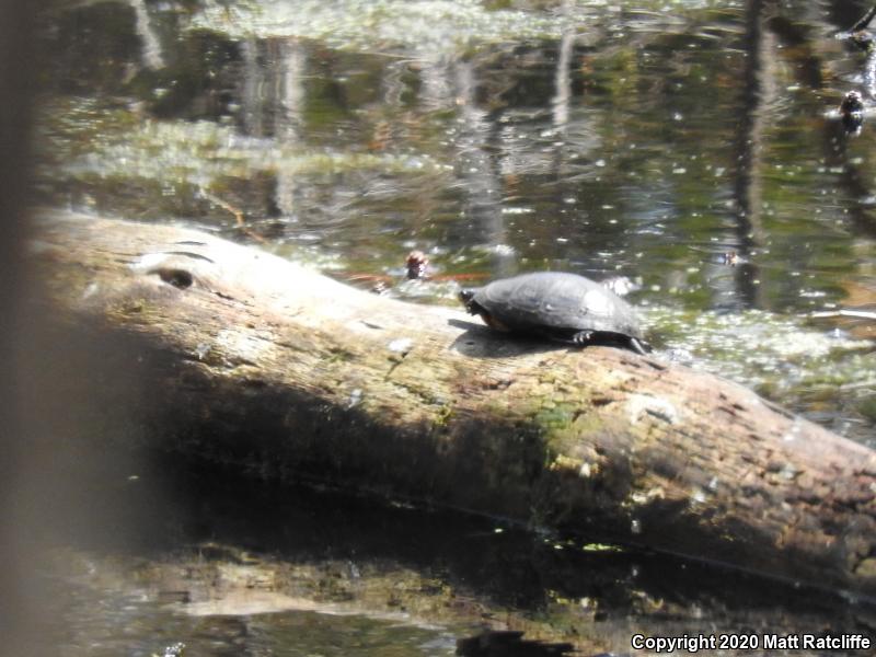 Spotted Turtle (Clemmys guttata)