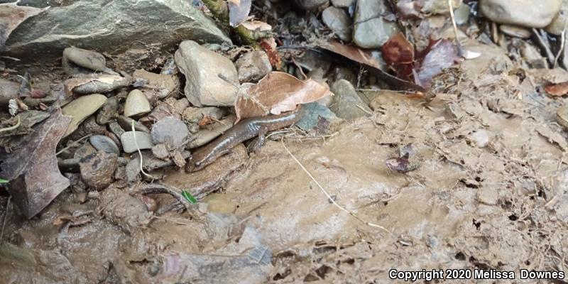 Jefferson Salamander (Ambystoma jeffersonianum)