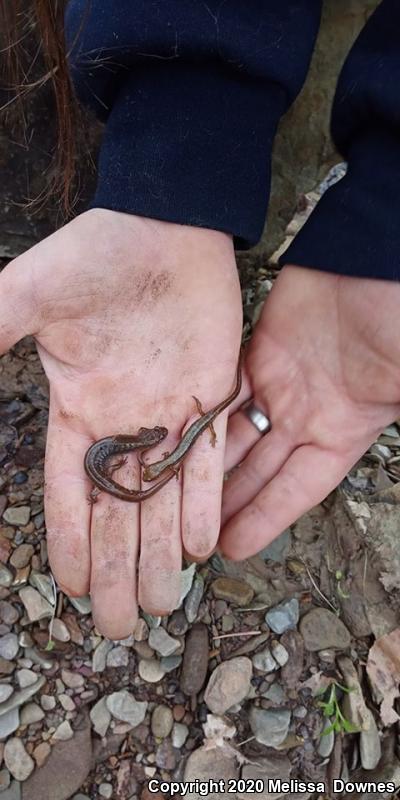 Jefferson Salamander (Ambystoma jeffersonianum)