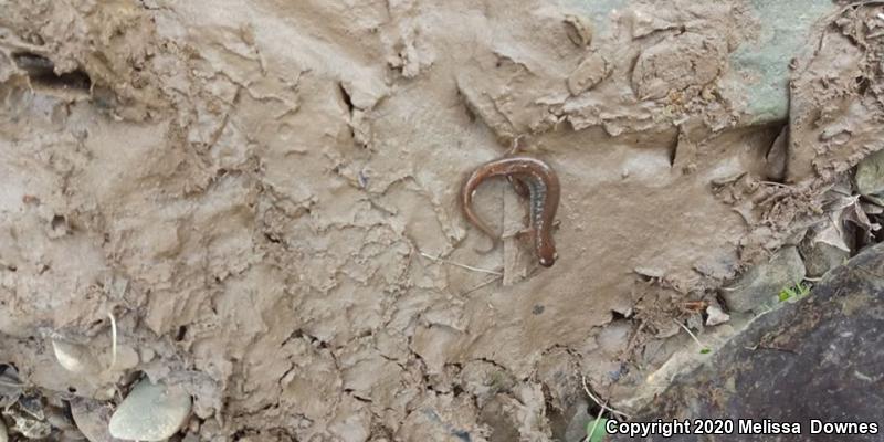 Jefferson Salamander (Ambystoma jeffersonianum)