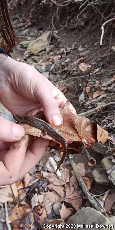 Jefferson Salamander (Ambystoma jeffersonianum)