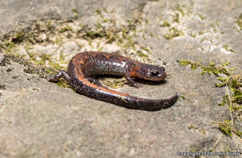 Northern Zigzag Salamander (Plethodon dorsalis)