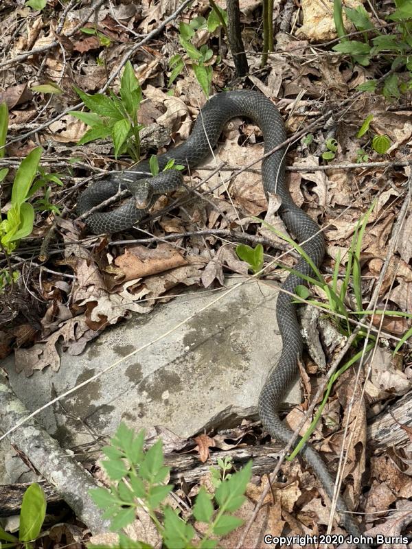 Southern Black Racer (Coluber constrictor priapus)