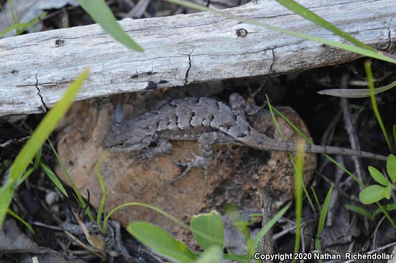 Prairie Lizard (Sceloporus consobrinus)