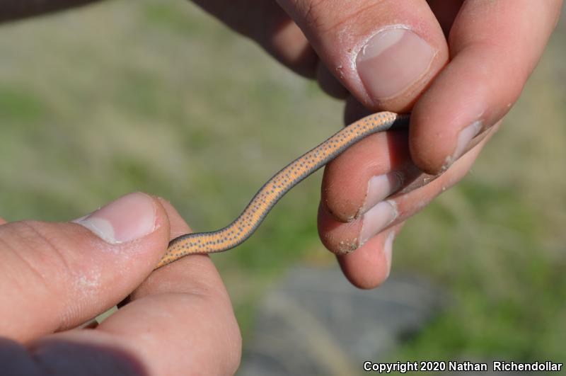 Prairie Ring-necked Snake (Diadophis punctatus arnyi)