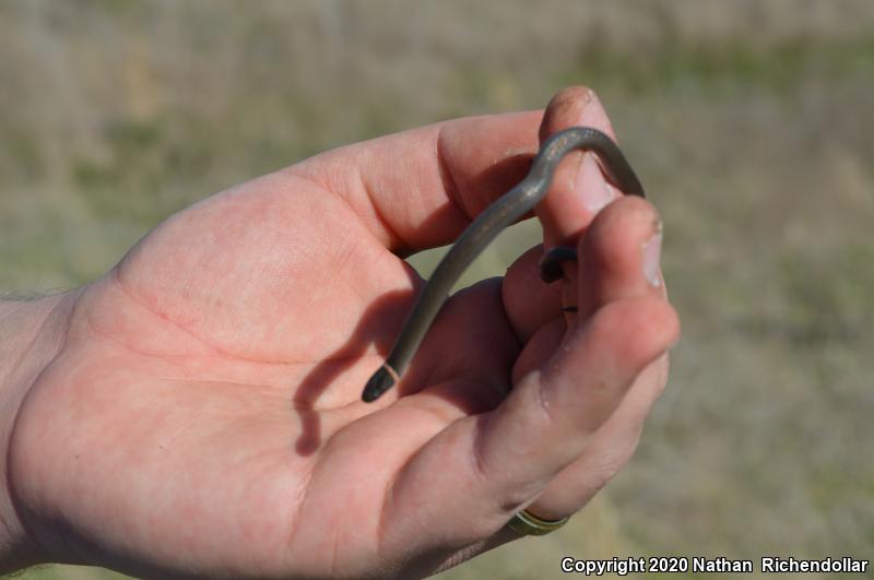 Prairie Ring-necked Snake (Diadophis punctatus arnyi)