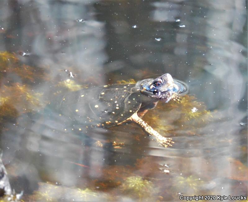 Spotted Turtle (Clemmys guttata)