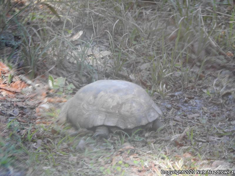 Gopher Tortoise (Gopherus polyphemus)