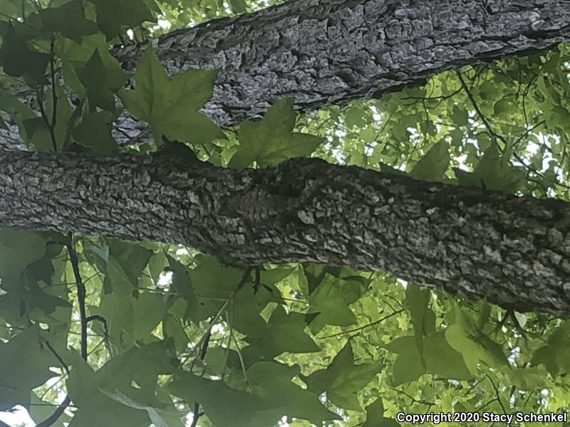 Eastern Fence Lizard (Sceloporus undulatus)