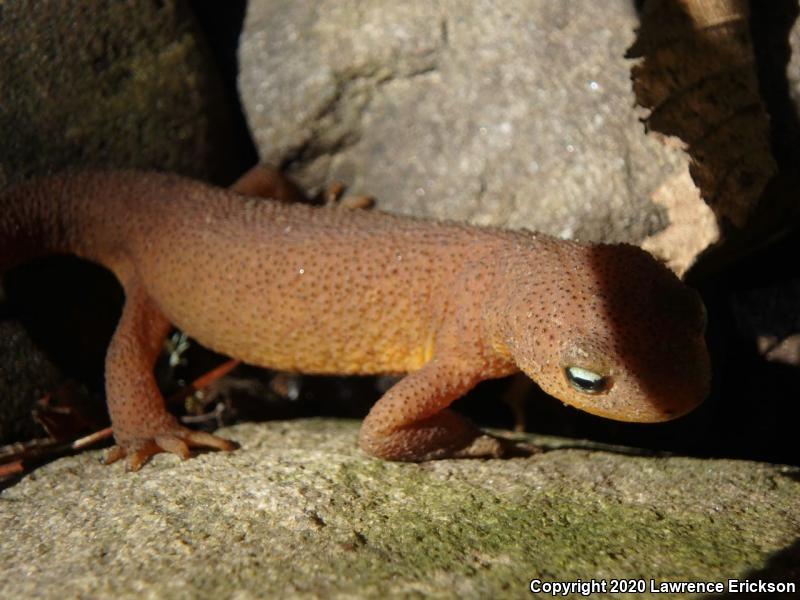 Rough-skinned Newt (Taricha granulosa)