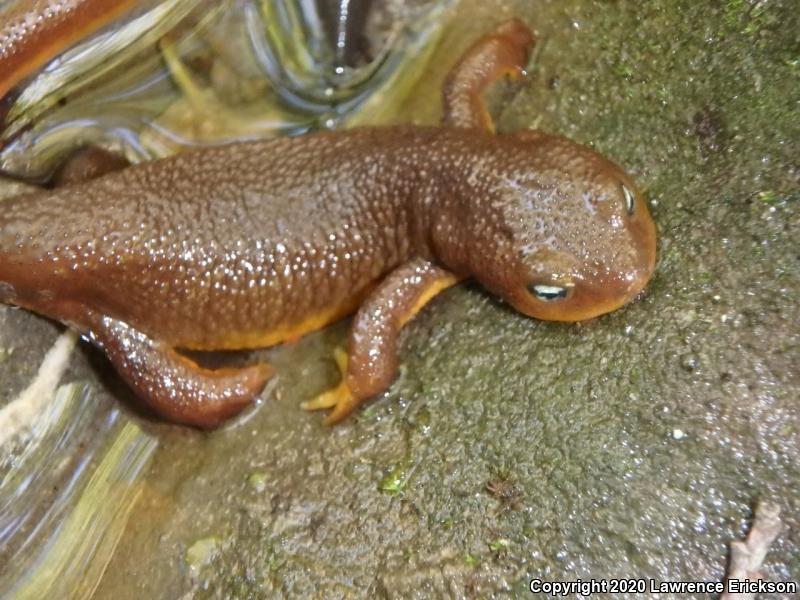 Rough-skinned Newt (Taricha granulosa)