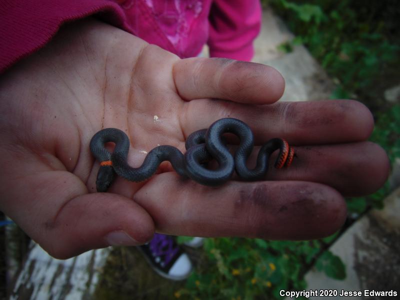 San Diego Ring-necked Snake (Diadophis punctatus similis)