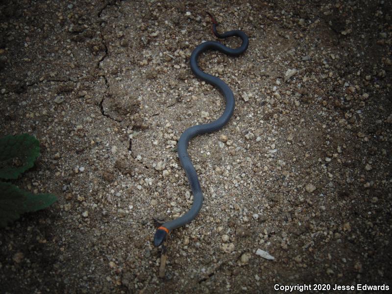 San Diego Ring-necked Snake (Diadophis punctatus similis)