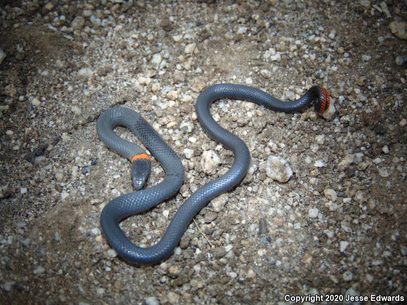 San Diego Ring-necked Snake (Diadophis punctatus similis)