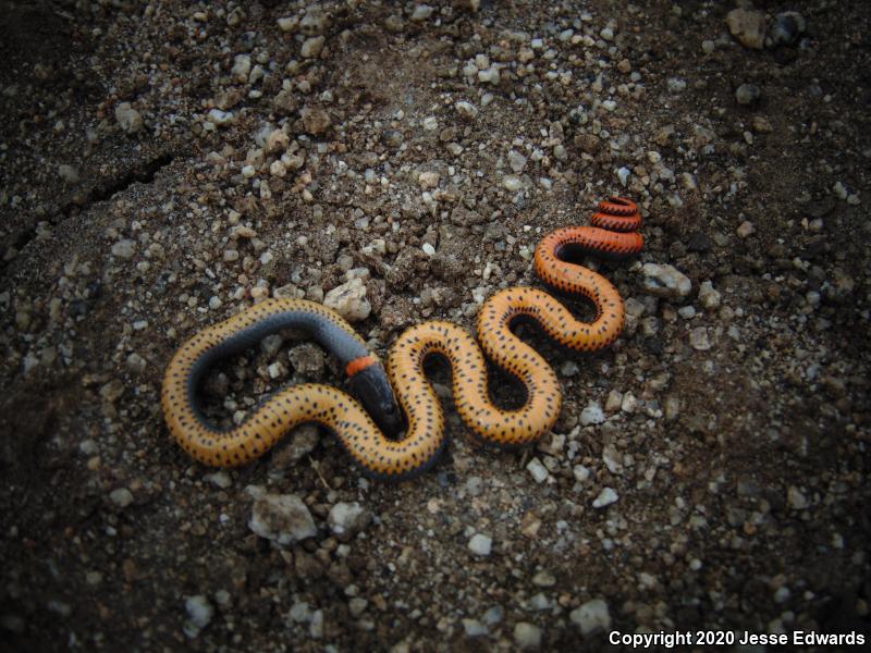 San Diego Ring-necked Snake (Diadophis punctatus similis)