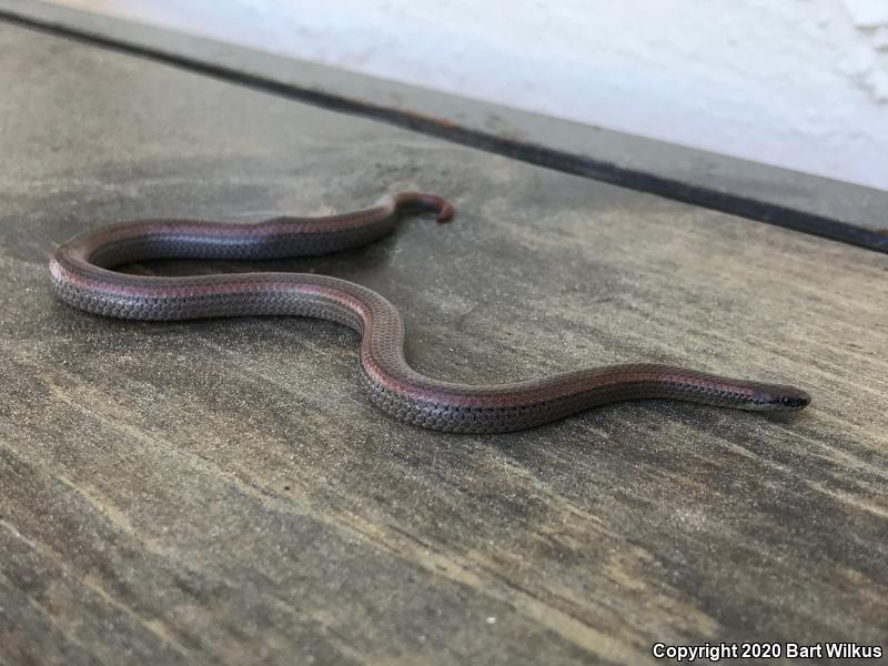 Sharp-tailed Snake (Contia tenuis)