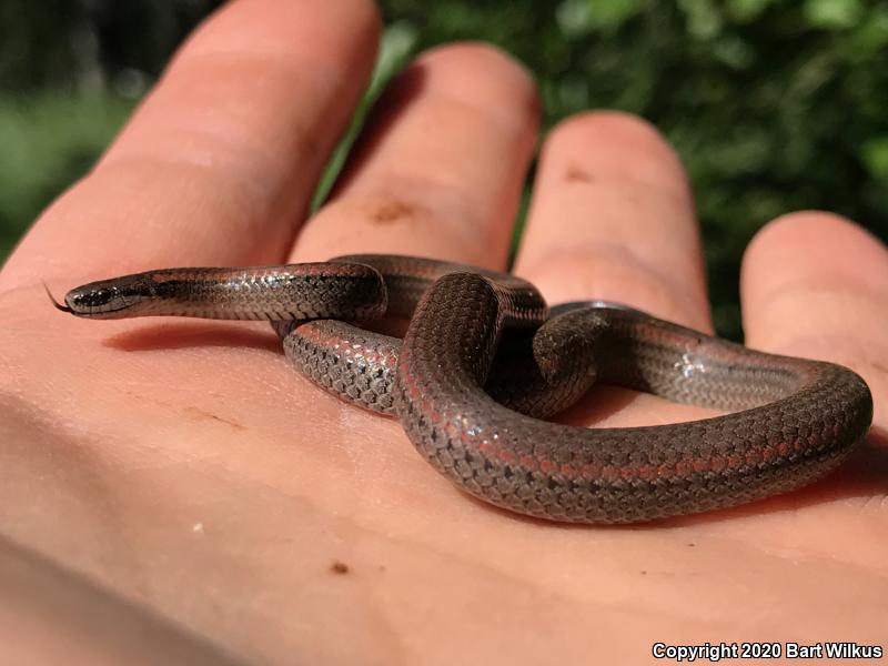 Sharp-tailed Snake (Contia tenuis)