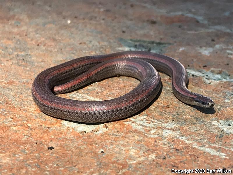 Sharp-tailed Snake (Contia tenuis)