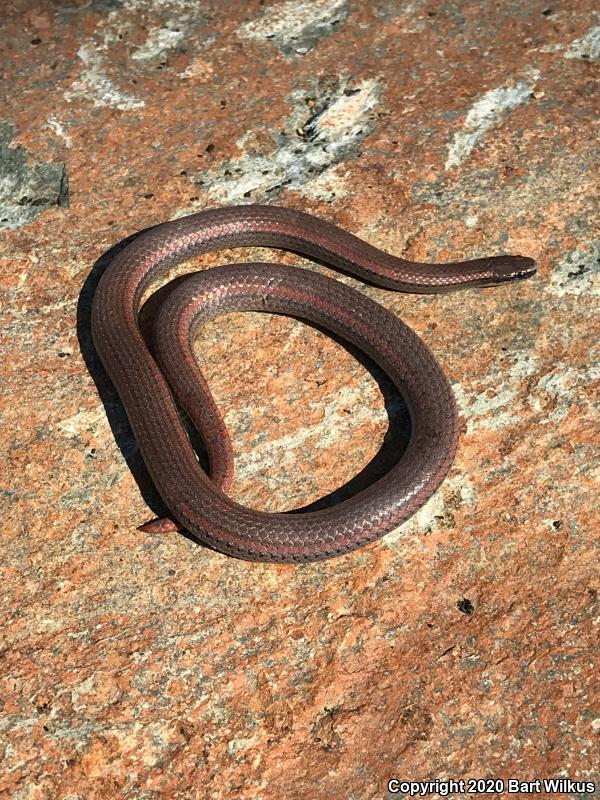 Sharp-tailed Snake (Contia tenuis)