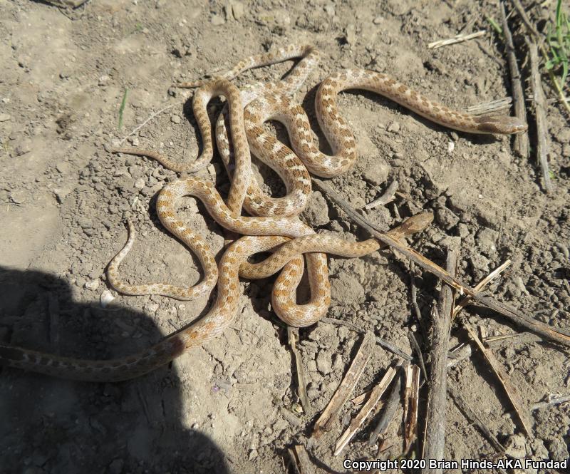 California Nightsnake (Hypsiglena ochrorhyncha nuchalata)