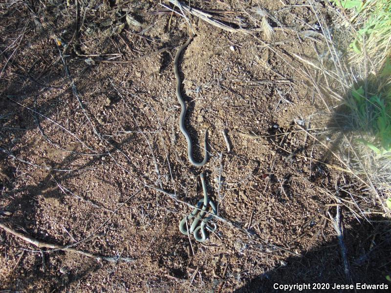 San Diego Ring-necked Snake (Diadophis punctatus similis)