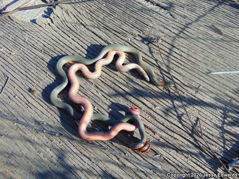 San Diego Ring-necked Snake (Diadophis punctatus similis)