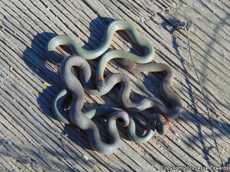 San Diego Ring-necked Snake (Diadophis punctatus similis)