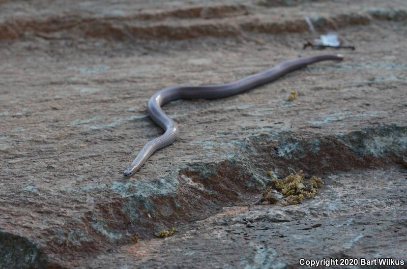 Sharp-tailed Snake (Contia tenuis)