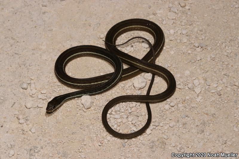 Peninsula Ribbonsnake (Thamnophis sauritus sackenii)