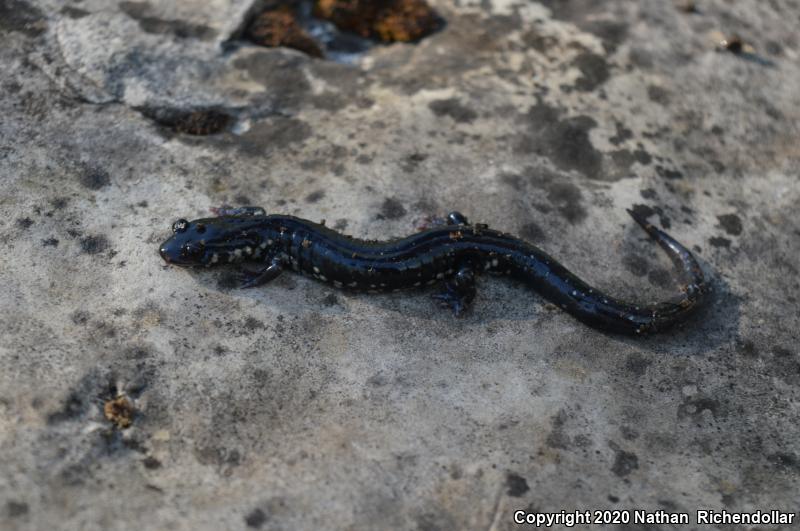 Western Slimy Salamander (Plethodon albagula)