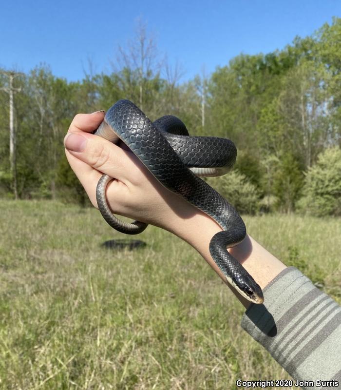 Southern Black Racer (Coluber constrictor priapus)