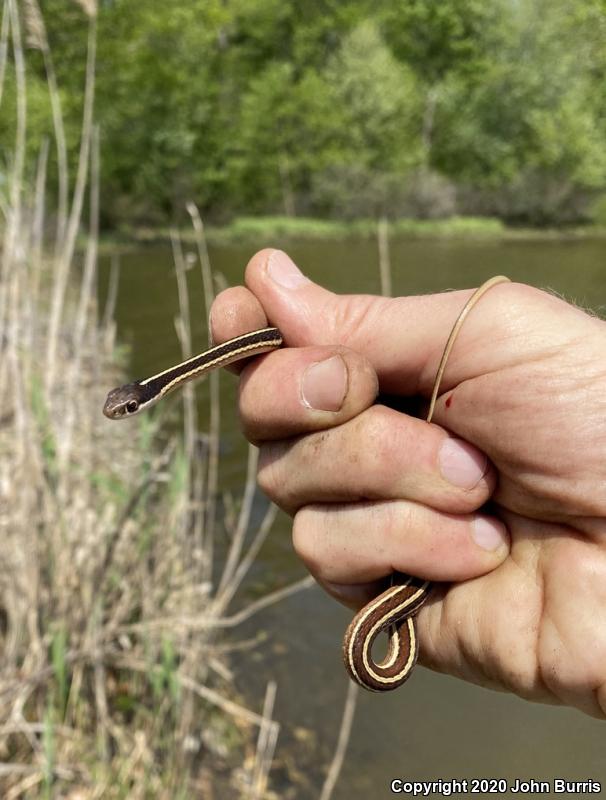 Eastern Ribbonsnake (Thamnophis sauritus sauritus)