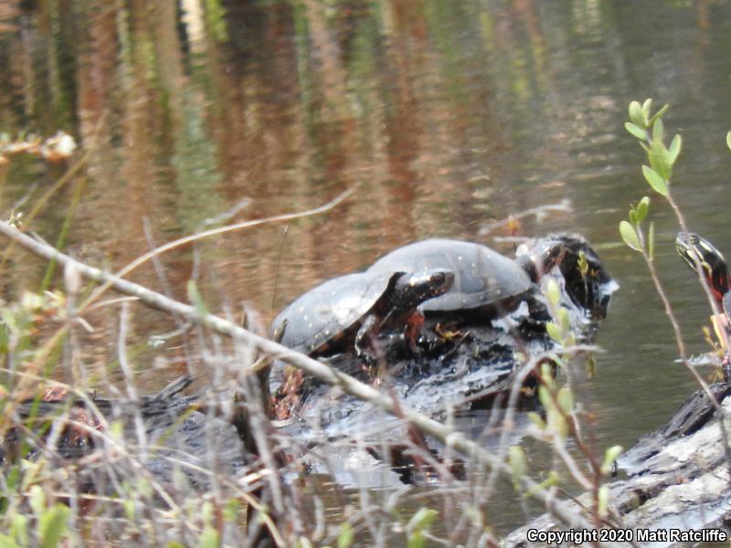 Spotted Turtle (Clemmys guttata)