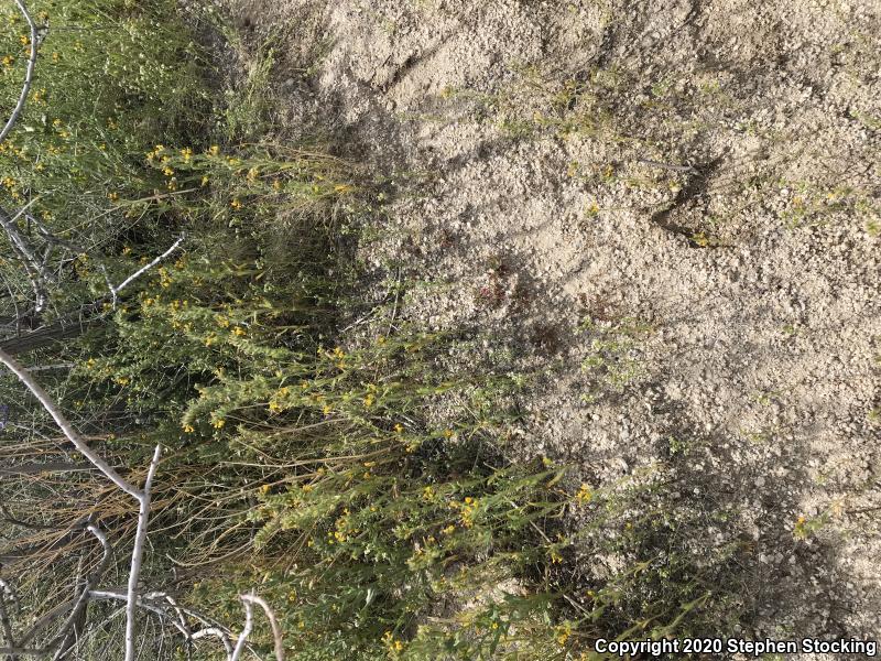 Mojave Patch-nosed Snake (Salvadora hexalepis mojavensis)