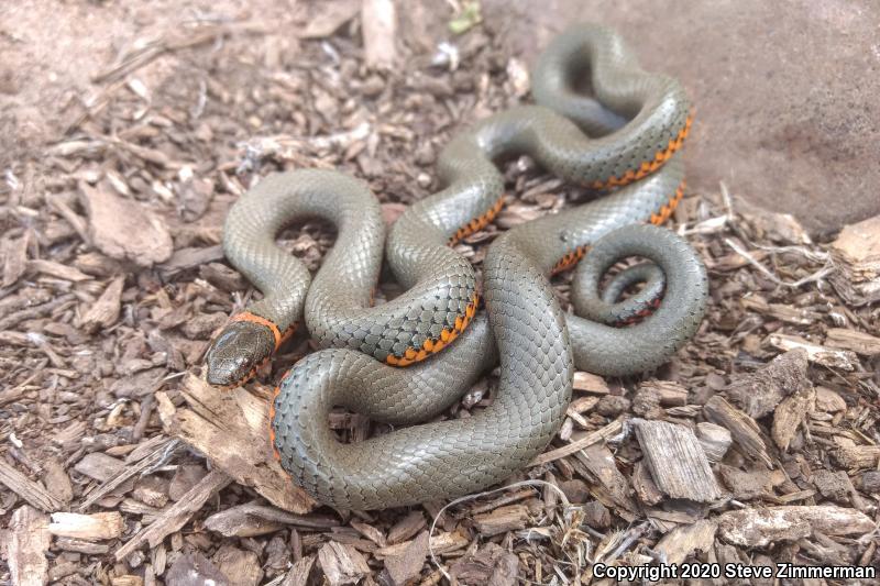 Regal Ring-necked Snake (Diadophis punctatus regalis)