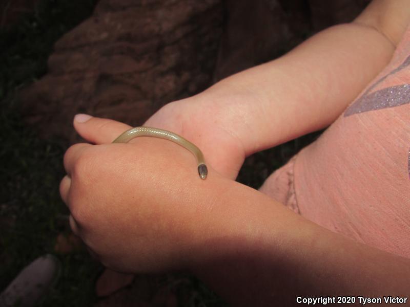 Smith's Black-headed Snake (Tantilla hobartsmithi)