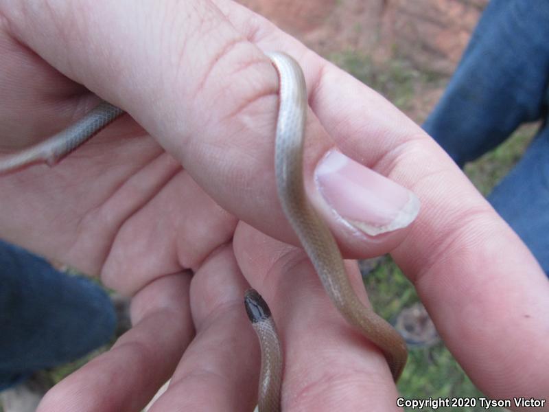 Smith's Black-headed Snake (Tantilla hobartsmithi)