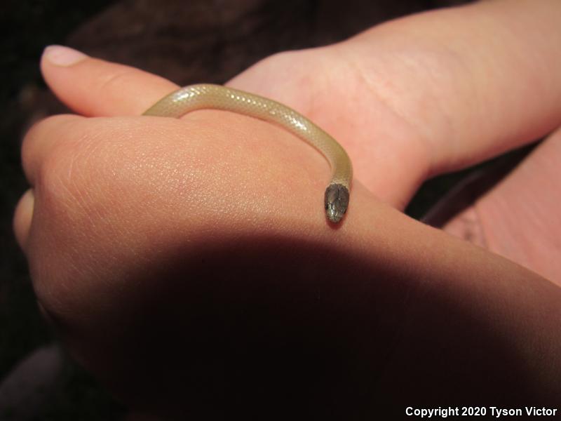 Smith's Black-headed Snake (Tantilla hobartsmithi)