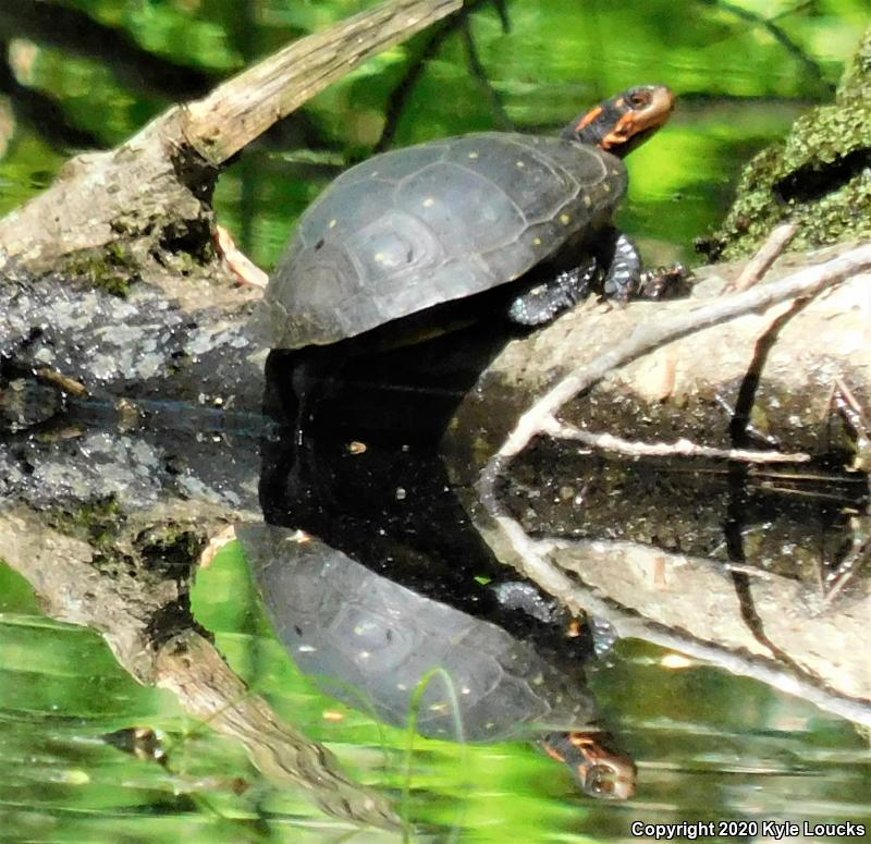 Spotted Turtle (Clemmys guttata)