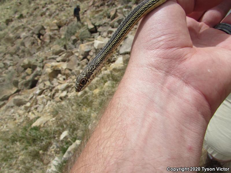 Desert Striped Whipsnake (Coluber taeniatus taeniatus)