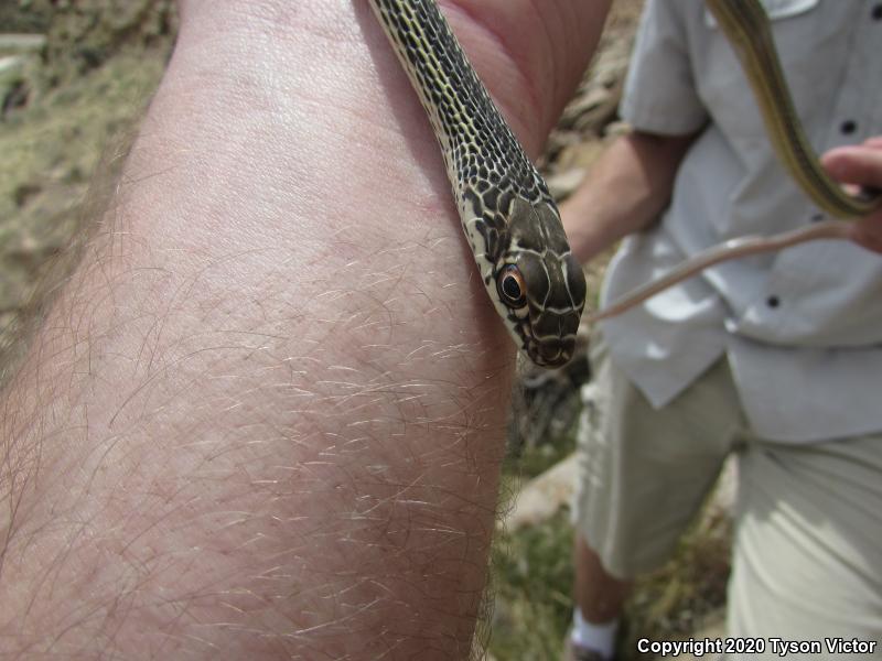 Desert Striped Whipsnake (Coluber taeniatus taeniatus)