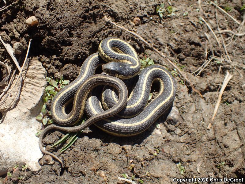 Mountain Gartersnake (Thamnophis elegans elegans)