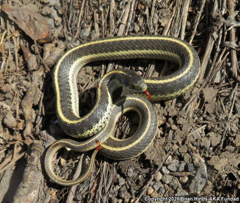 Mountain Gartersnake (Thamnophis elegans elegans)